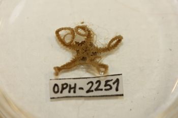 Media type: image;   Invertebrate Zoology OPH-2251 Description: Preserved specimen.;